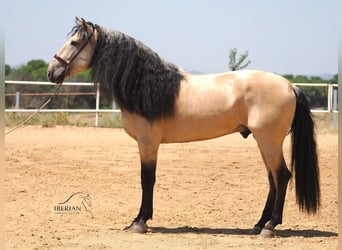 Lusitanien Croisé, Étalon, 5 Ans, 168 cm, Isabelle