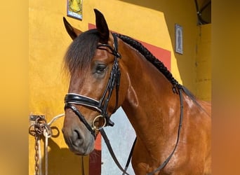 Lusitanien Croisé, Étalon, 5 Ans, 170 cm, Bai cerise