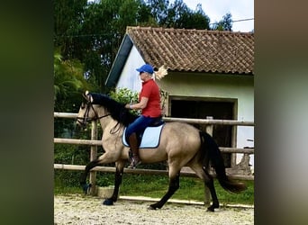 Lusitanien, Étalon, 5 Ans, Buckskin