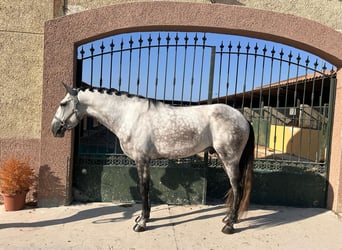 Lusitanien, Étalon, 5 Ans, Gris pommelé