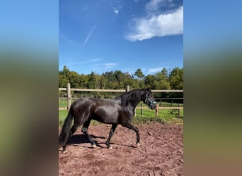 Lusitanien, Étalon, 6 Ans, 158 cm, Bai brun foncé