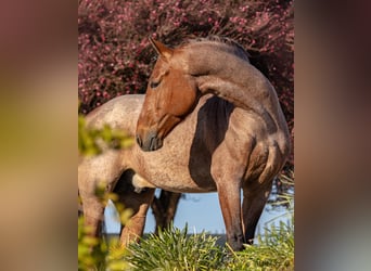 Lusitanien Croisé, Étalon, 6 Ans, 158 cm, Roan-Bay