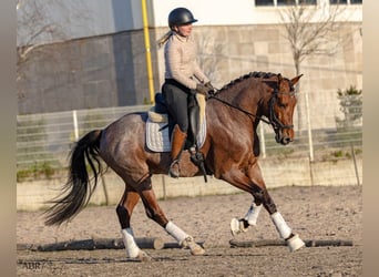 Lusitanien Croisé, Étalon, 6 Ans, 158 cm, Roan-Bay