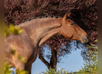 Lusitanien Croisé, Étalon, 6 Ans, 158 cm, Roan-Bay