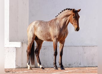 Lusitanien Croisé, Étalon, 6 Ans, 158 cm, Roan-Bay