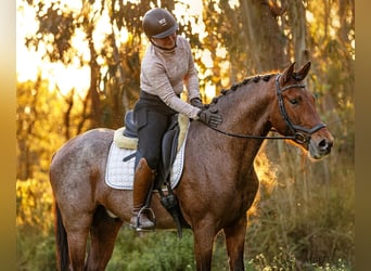 Lusitanien Croisé, Étalon, 6 Ans, 158 cm, Roan-Bay