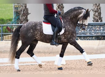 Lusitanien, Étalon, 6 Ans, 160 cm, Gris