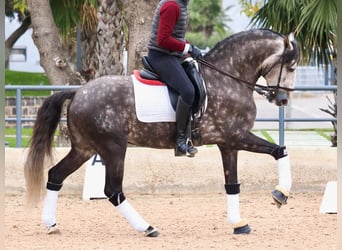 Lusitanien, Étalon, 6 Ans, 160 cm, Gris