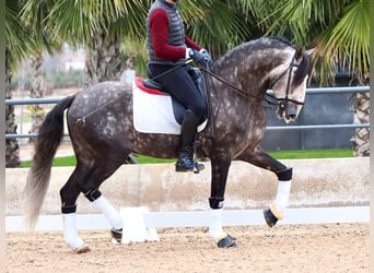 Lusitanien, Étalon, 6 Ans, 160 cm, Gris