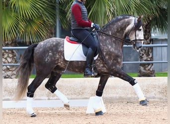 Lusitanien, Étalon, 6 Ans, 160 cm, Gris