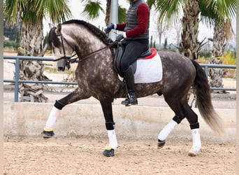 Lusitanien, Étalon, 6 Ans, 160 cm, Gris