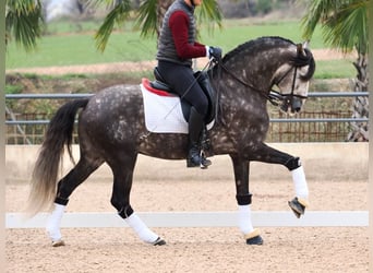 Lusitanien, Étalon, 6 Ans, 160 cm, Gris