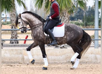 Lusitanien, Étalon, 6 Ans, 160 cm, Gris