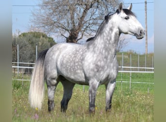 Lusitanien, Étalon, 6 Ans, 160 cm, Gris pommelé