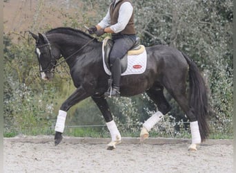 Lusitanien, Étalon, 6 Ans, 161 cm, Noir