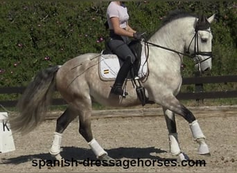 Lusitanien, Étalon, 6 Ans, 162 cm, Gris