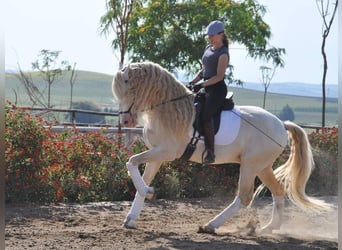 Lusitanien, Étalon, 6 Ans, 164 cm, Cremello