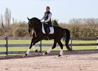 Lusitanien, Étalon, 6 Ans, 164 cm, Noir