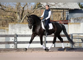 Lusitanien, Étalon, 6 Ans, 164 cm, Noir