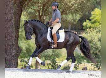 Lusitanien, Étalon, 6 Ans, 164 cm, Noir