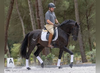 Lusitanien, Étalon, 6 Ans, 164 cm, Noir