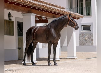 Lusitanien, Étalon, 6 Ans, 164 cm, Noir