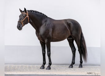 Lusitanien, Étalon, 6 Ans, 164 cm, Noir