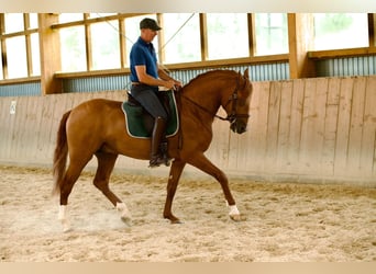 Lusitanien, Étalon, 6 Ans, 165 cm, Alezan