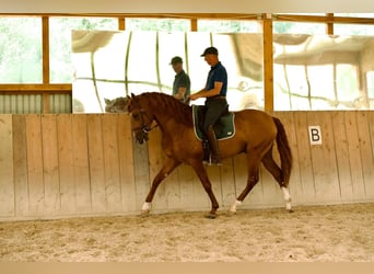 Lusitanien, Étalon, 6 Ans, 165 cm, Alezan