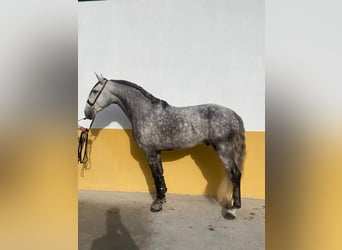 Lusitanien, Étalon, 6 Ans, 166 cm, Gris pommelé