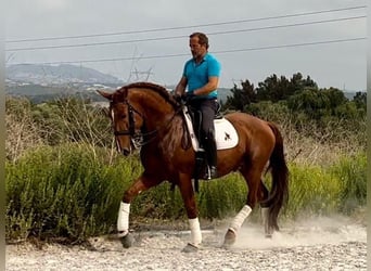 Lusitanien, Étalon, 6 Ans, 167 cm, Alezan