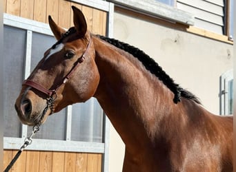 Lusitanien, Étalon, 6 Ans, 167 cm, Bai