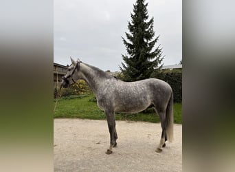 Lusitanien, Étalon, 6 Ans, 168 cm, Gris