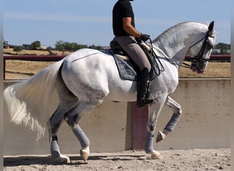 Lusitanien, Étalon, 6 Ans, 168 cm, Gris