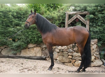 Lusitanien, Étalon, 6 Ans, 170 cm, Bai cerise