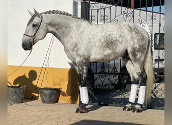 Lusitanien, Étalon, 6 Ans, 170 cm, Gris pommelé