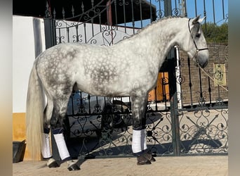 Lusitanien, Étalon, 6 Ans, 170 cm, Gris pommelé