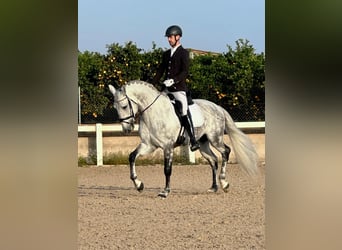 Lusitanien, Étalon, 6 Ans, 170 cm, Gris pommelé