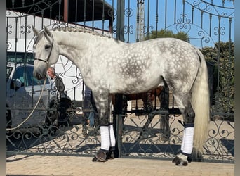 Lusitanien, Étalon, 6 Ans, 170 cm, Gris pommelé