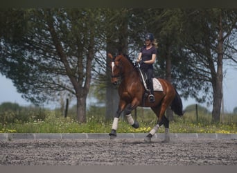 Lusitanien, Étalon, 6 Ans, 173 cm, Bai cerise