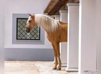 Lusitanien, Étalon, 6 Ans, 174 cm, Palomino