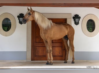 Lusitanien, Étalon, 6 Ans, 174 cm, Palomino