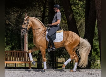 Lusitanien, Étalon, 6 Ans, 174 cm, Palomino