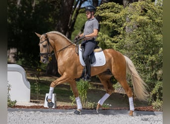 Lusitanien, Étalon, 6 Ans, 174 cm, Palomino