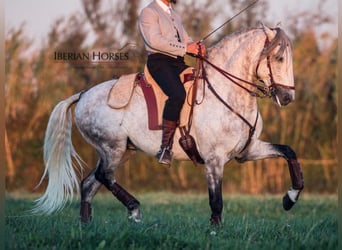 Lusitanien, Étalon, 7 Ans, 158 cm, Gris