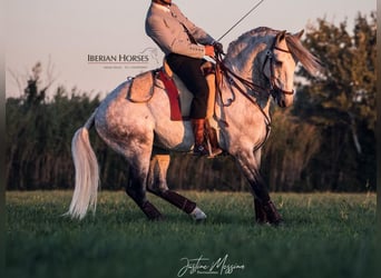 Lusitanien, Étalon, 7 Ans, 158 cm, Gris