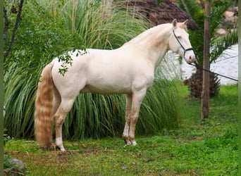 Lusitanien, Étalon, 7 Ans, 159 cm, Perlino