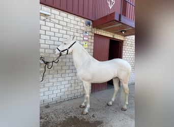Lusitanien, Étalon, 7 Ans, 160 cm, Cremello
