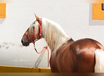Lusitanien Croisé, Étalon, 7 Ans, 160 cm, Palomino