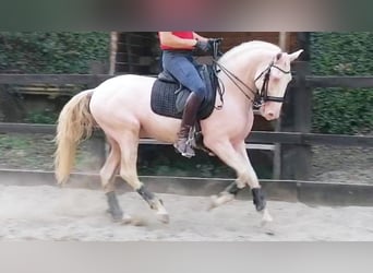 Lusitanien, Étalon, 7 Ans, 160 cm, Perlino
